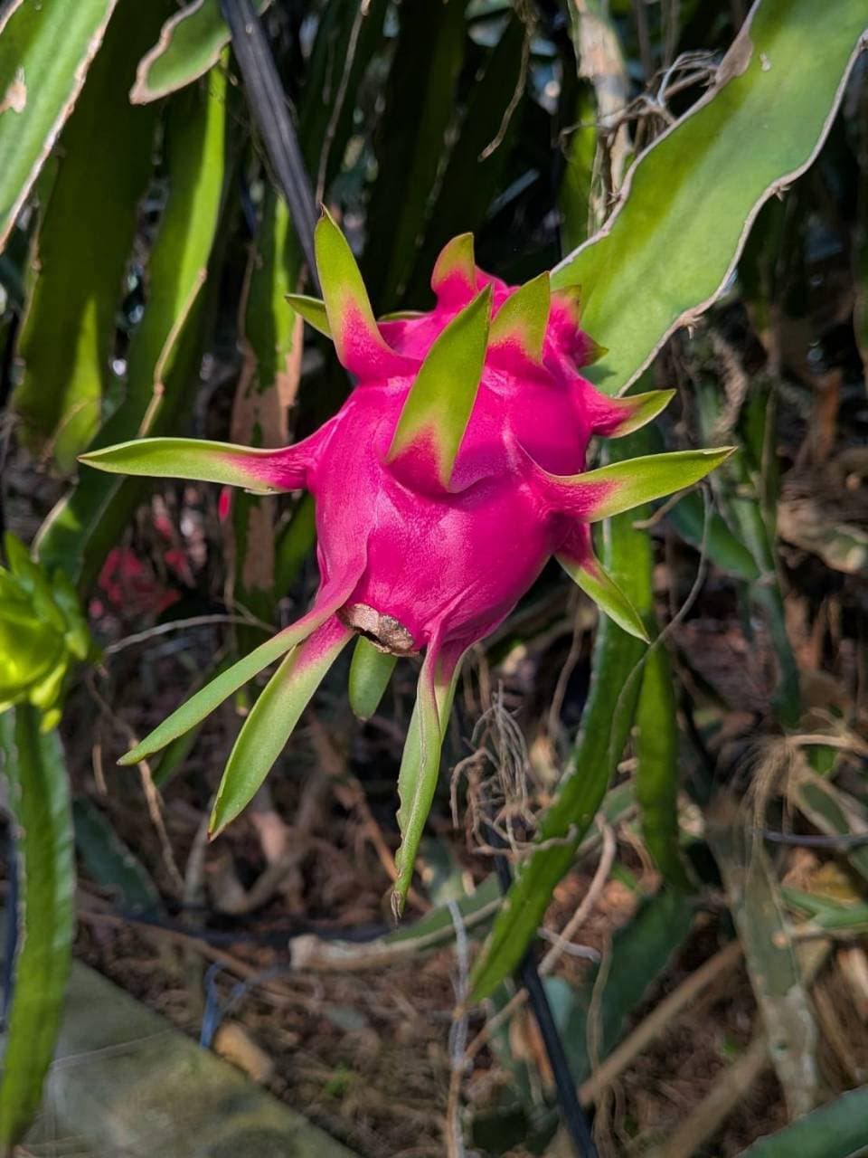 緑の茎の先で赤紫に色づいたドラゴンフルーツ