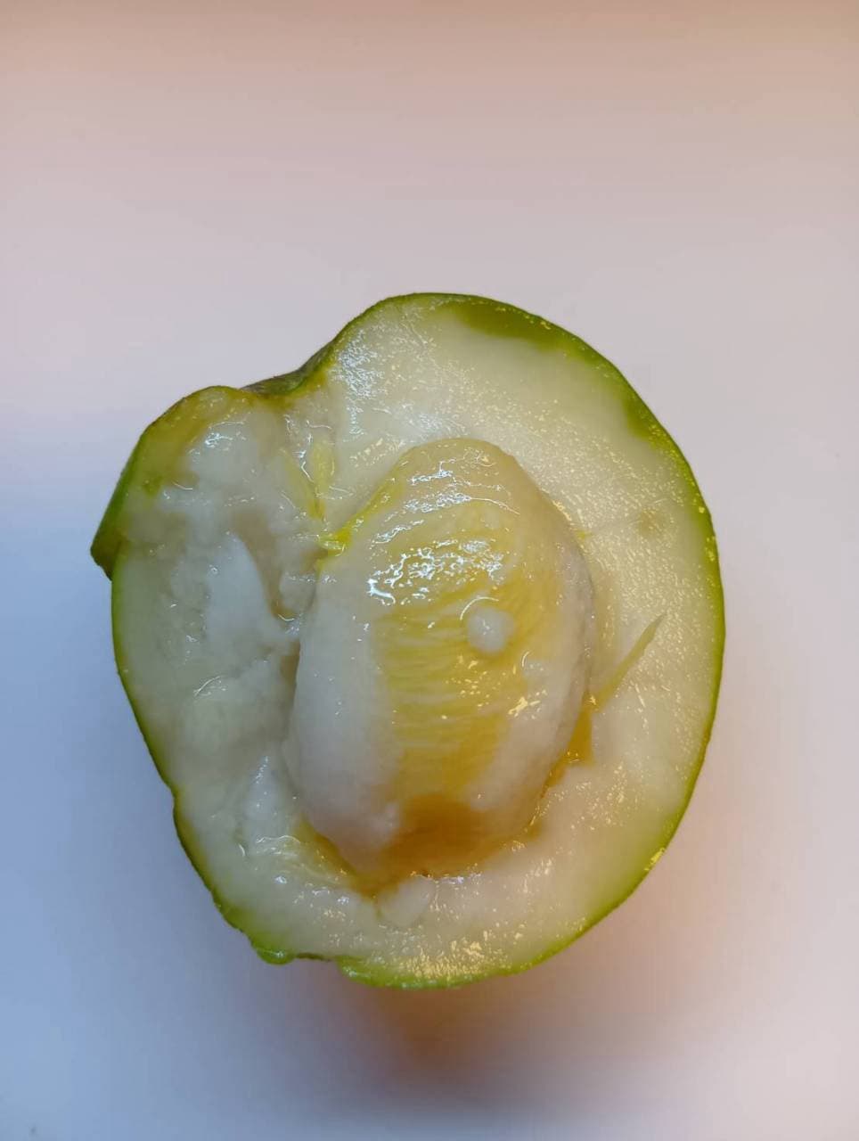 半分に切ったホワイトサポテ。クリーム色の果肉と種