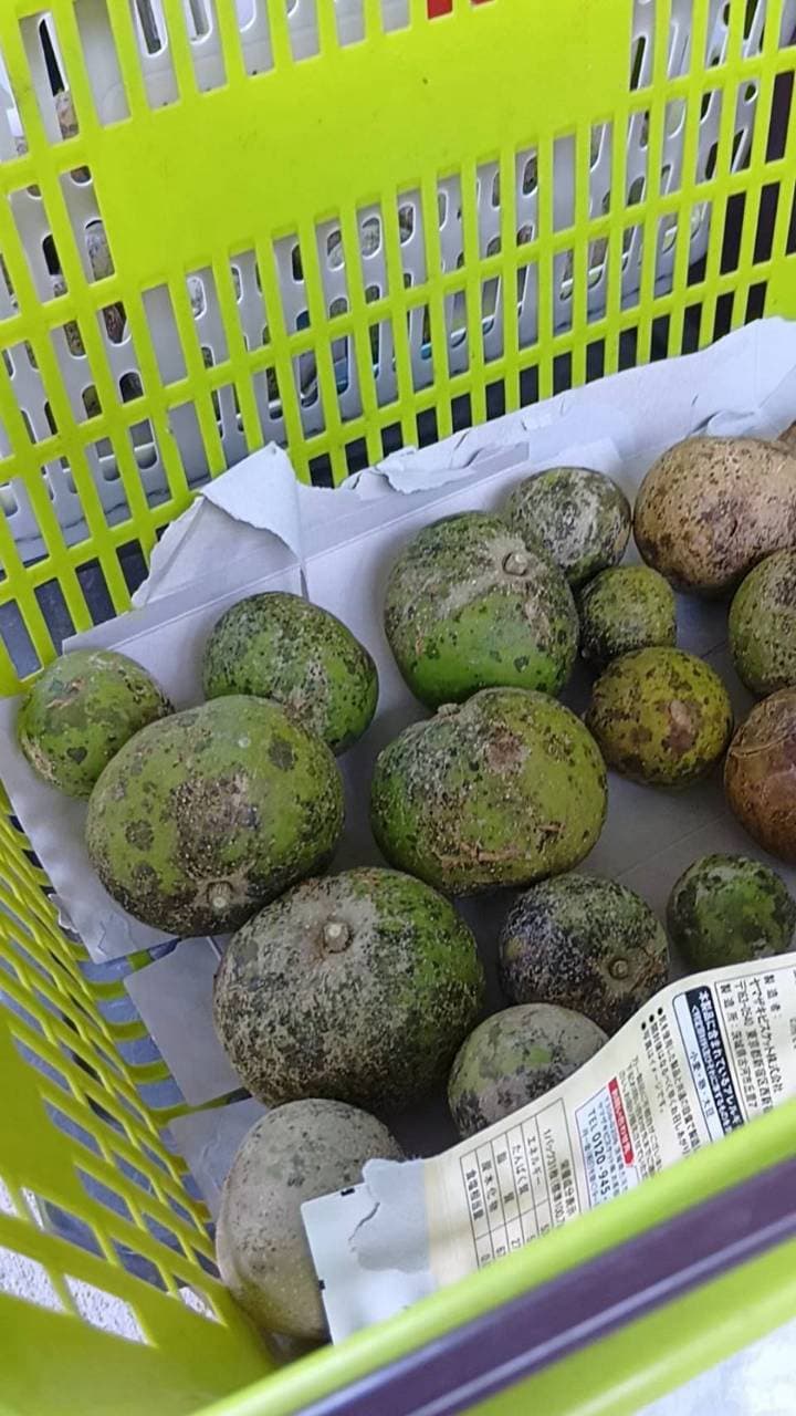 かごに入れた、収穫したホワイトサポテ