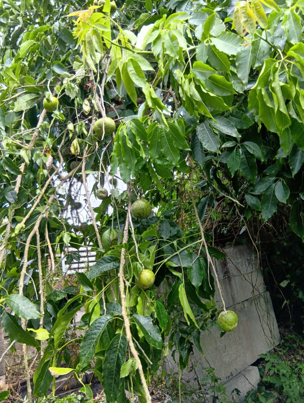 山川園芸で木になったホワイトサポテの緑色の実