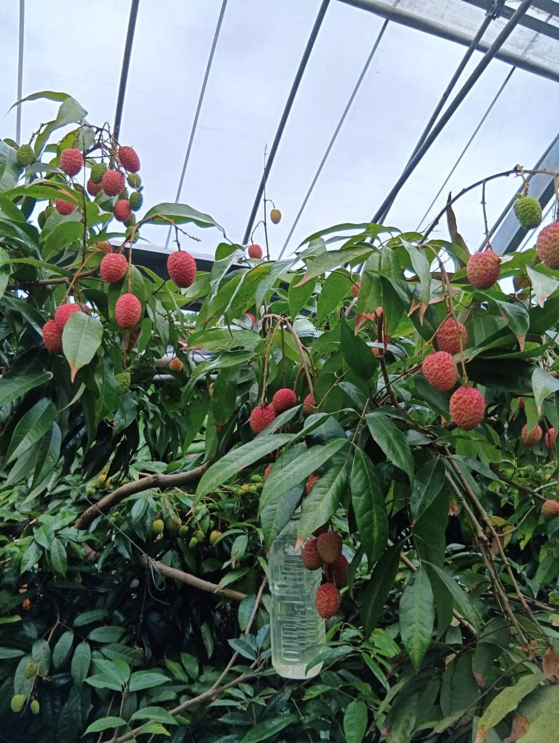 鹿児島県指宿市の山川園芸で色づいたライチの実